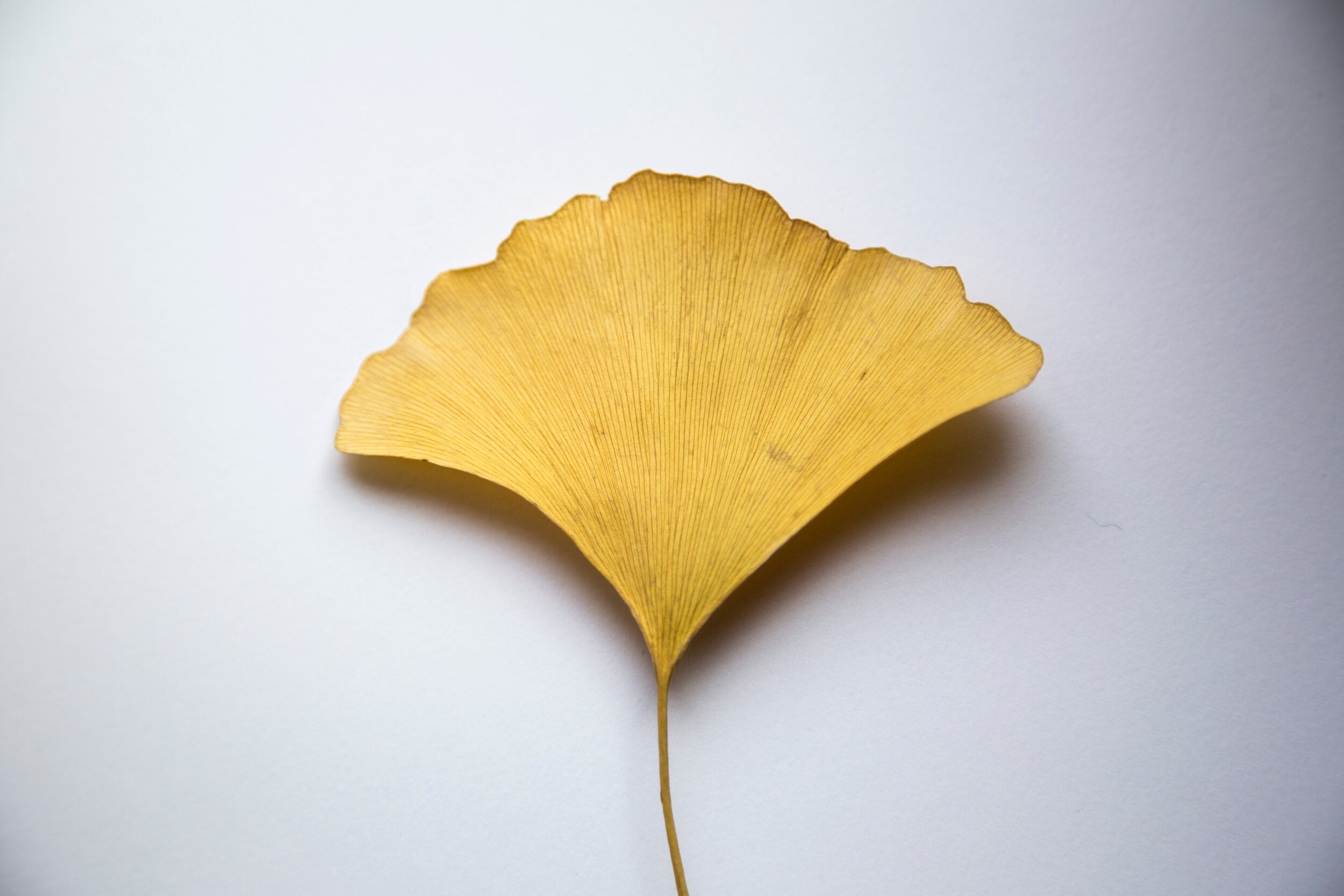 The Ginkgo Branch